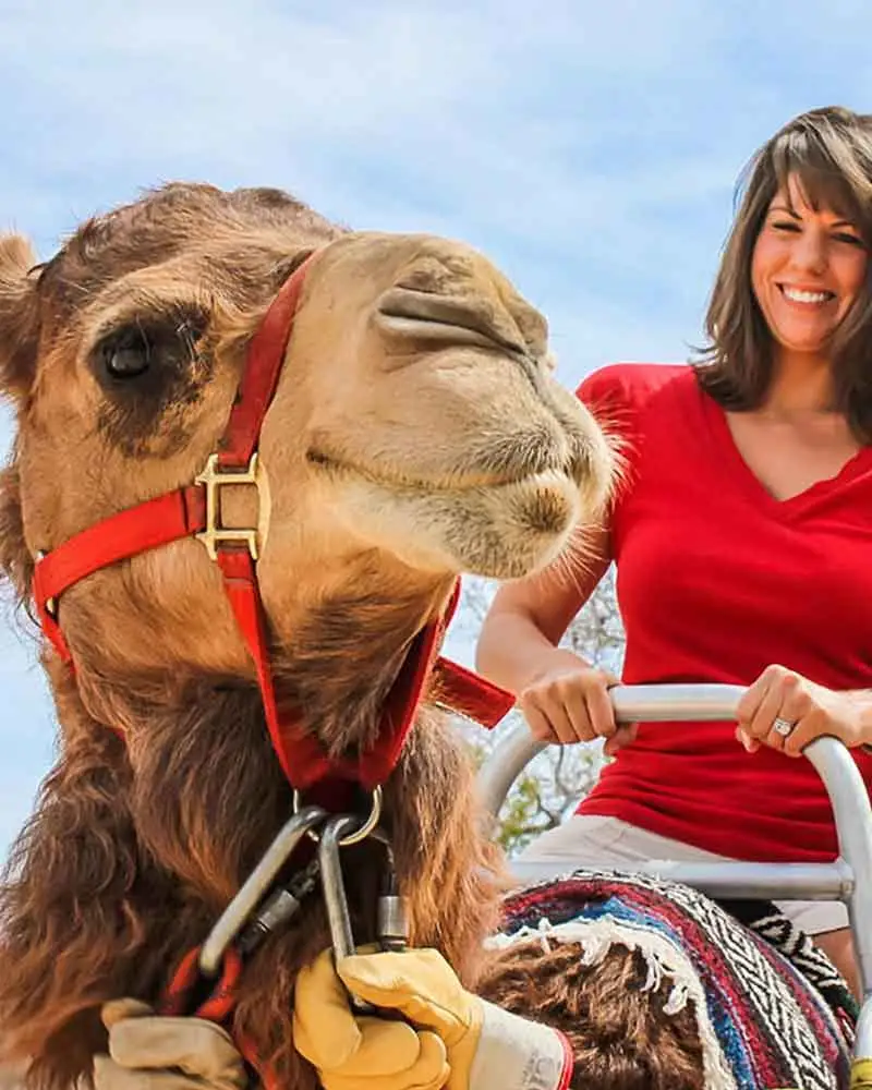 Camel safari desert experience in Los Cabos